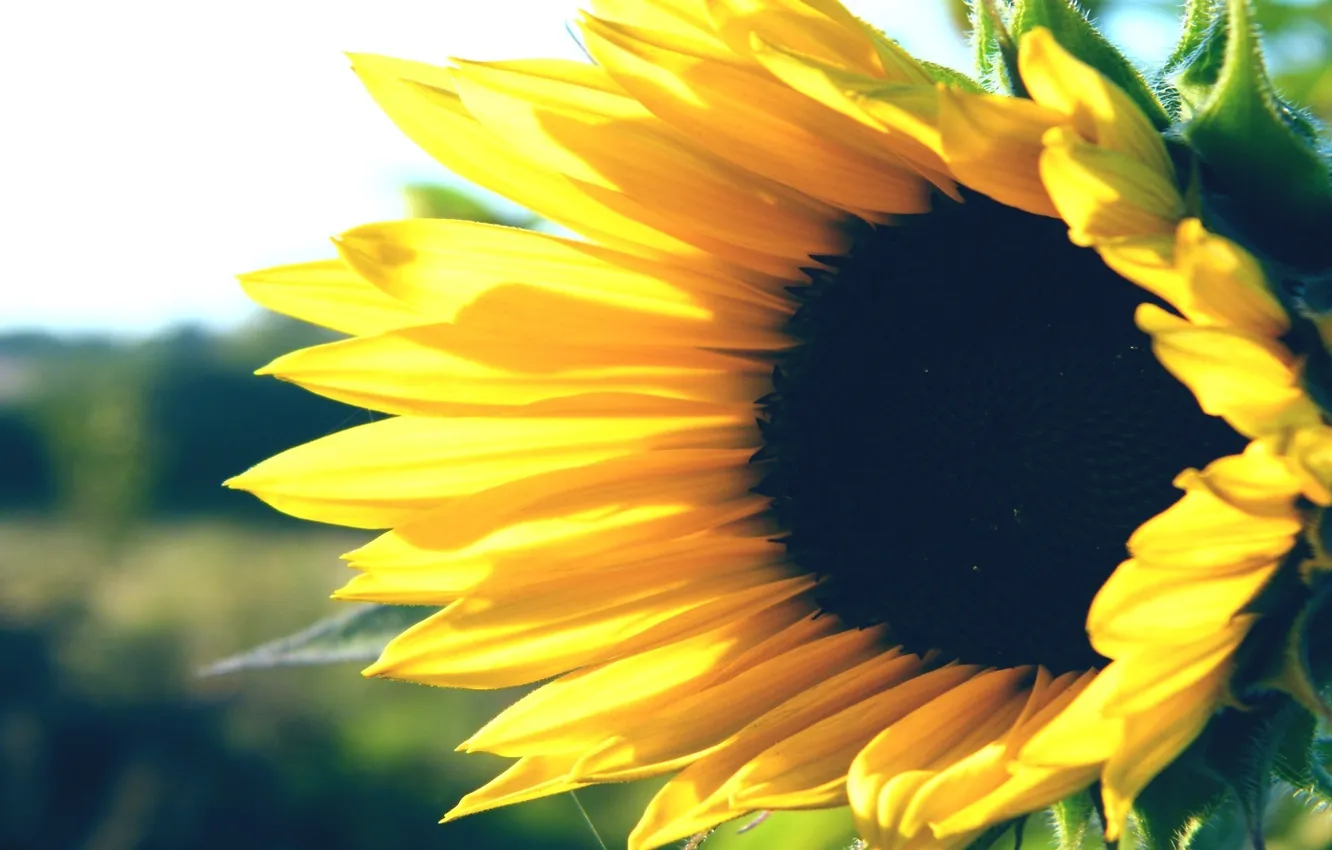 Photo wallpaper field, macro, sunflowers, flowers, plant, morning, petals, seeds