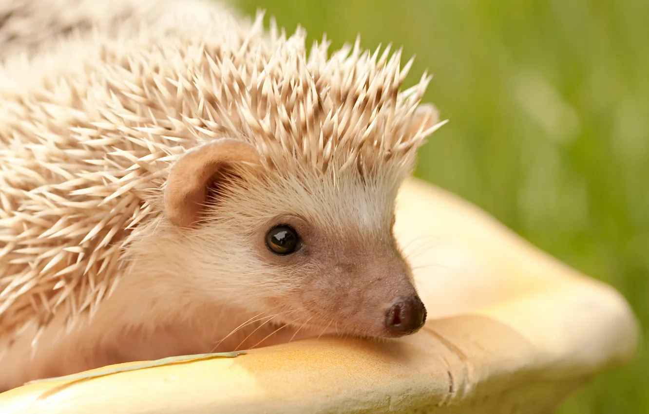 Photo wallpaper macro, nature, hedgehog
