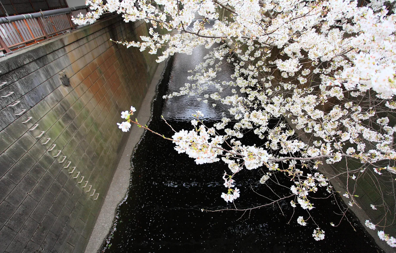 Photo wallpaper flowers, branches, spring, Sakura, channel, flowering