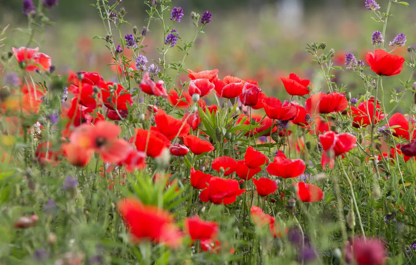 Photo wallpaper field, grass, flowers, Maki, meadow