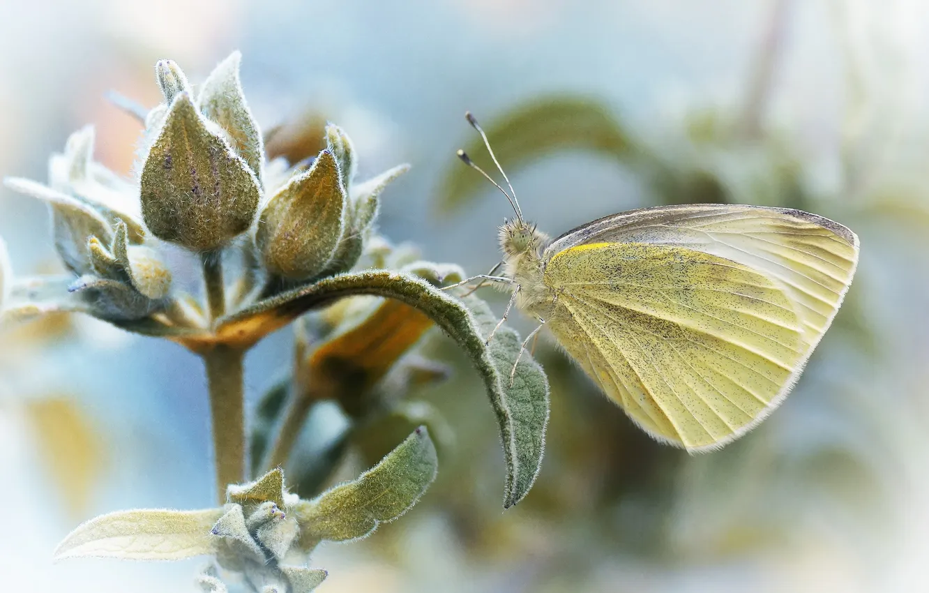 Photo wallpaper leaves, flowers, butterfly, plant, buds