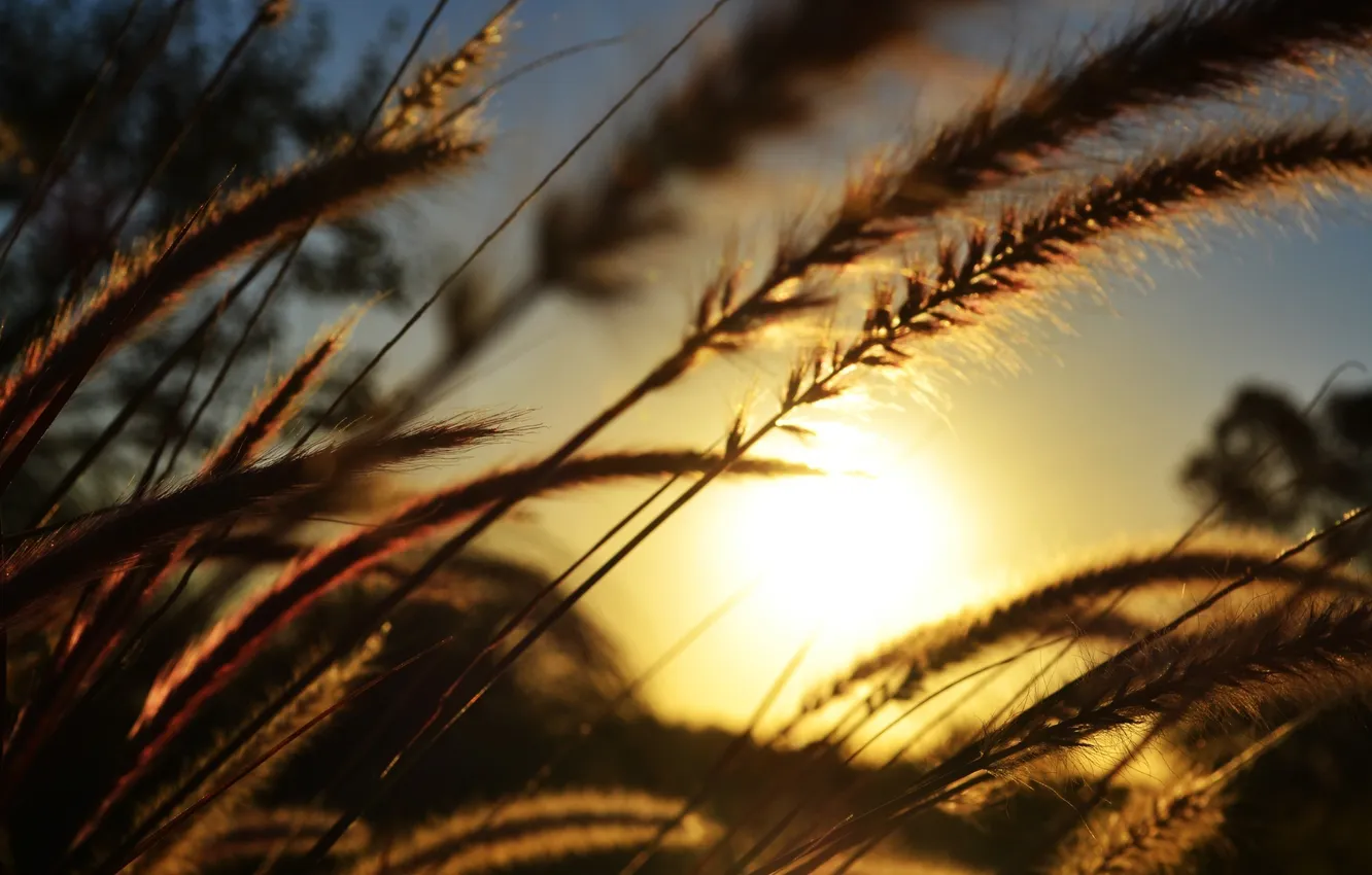 Photo wallpaper the sun, plant, ears