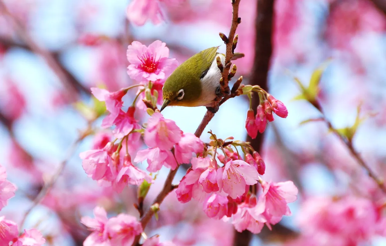 Photo wallpaper flowers, branches, bird, spring, pink