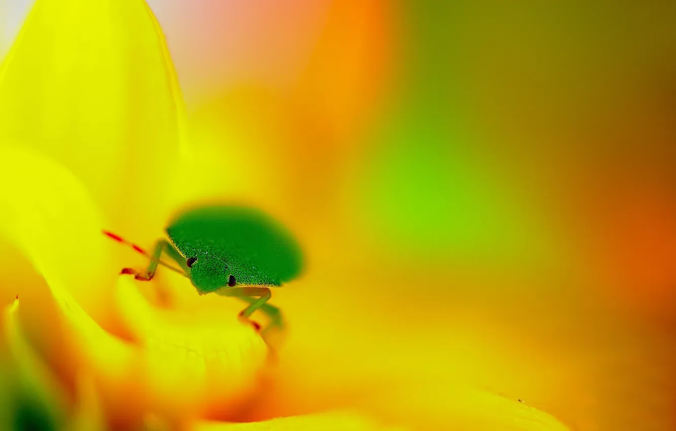 Photo wallpaper eyes, background, focus, petals, insect, green, yellow