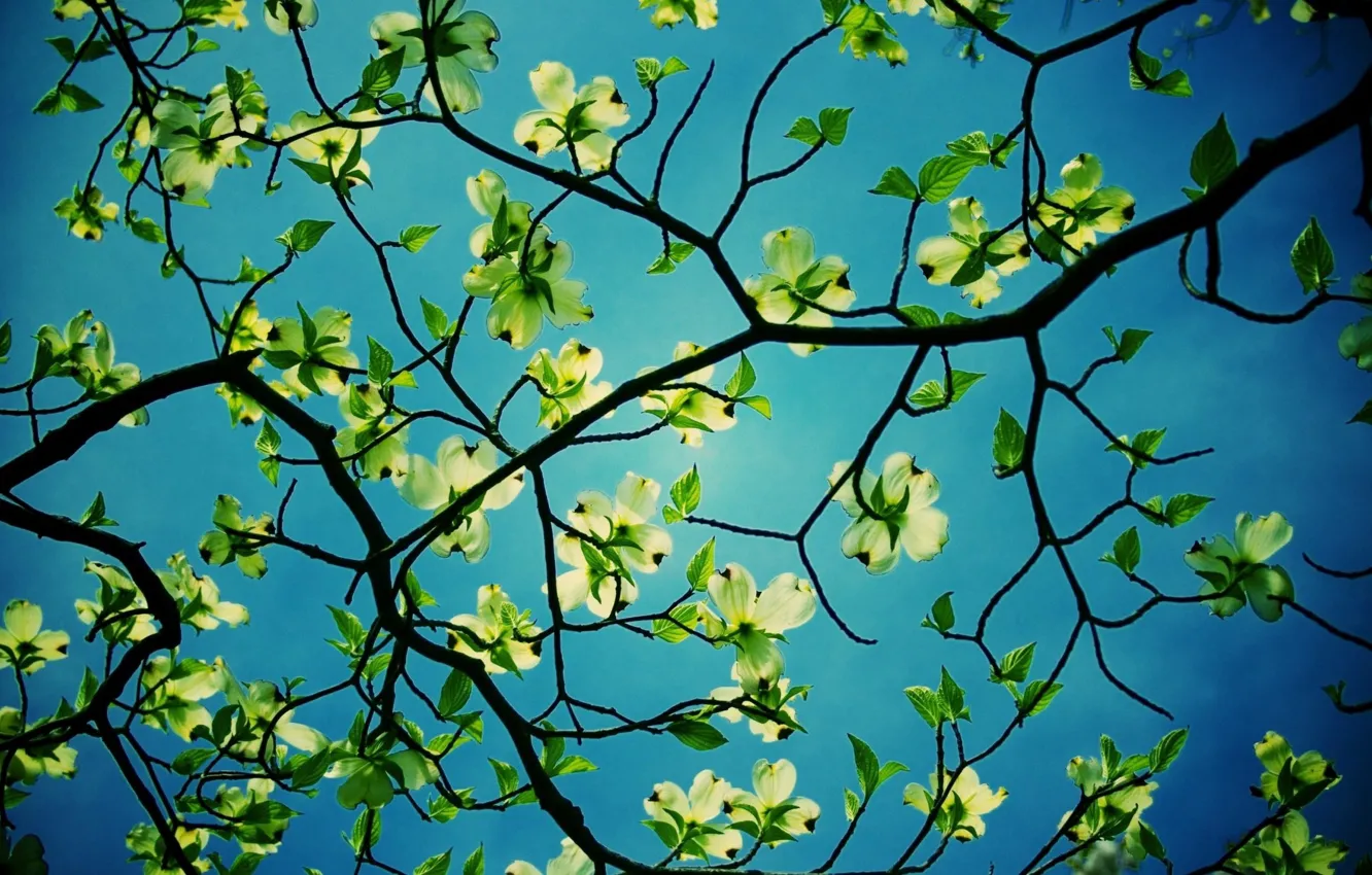 Photo wallpaper the sky, leaves, trees, branches, nature
