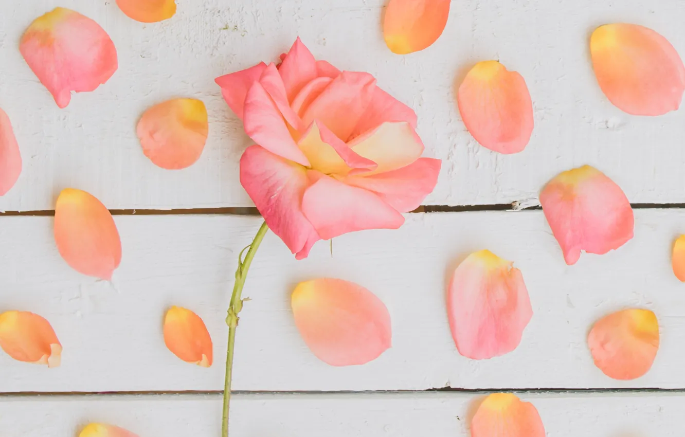 Photo wallpaper background, roses, petals