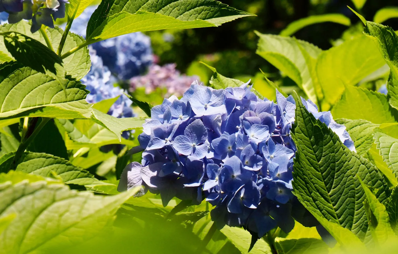 Photo wallpaper flowers, flowering, the bushes, hydrangea