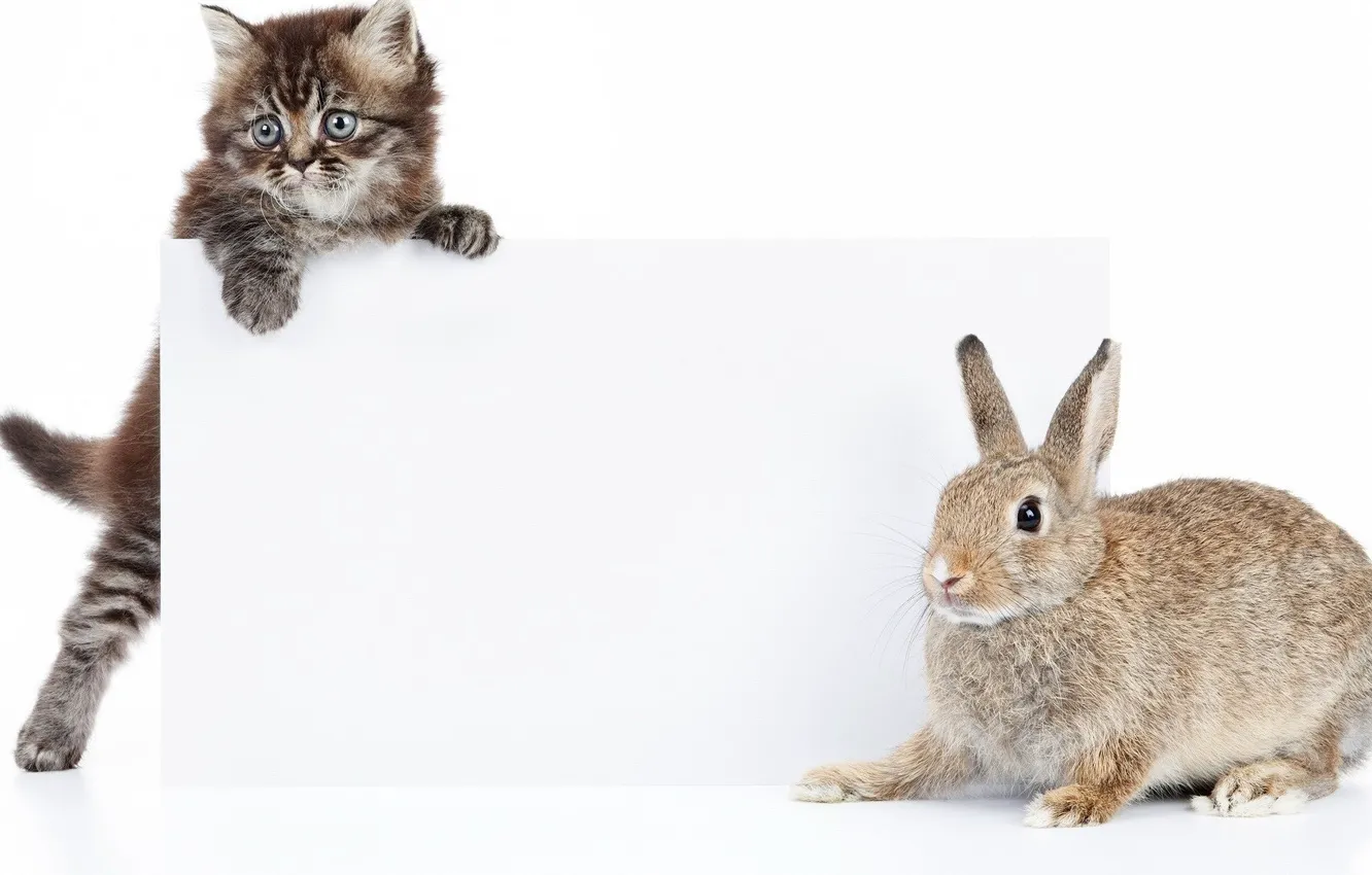 Photo wallpaper cat, rabbit, kitty, friends