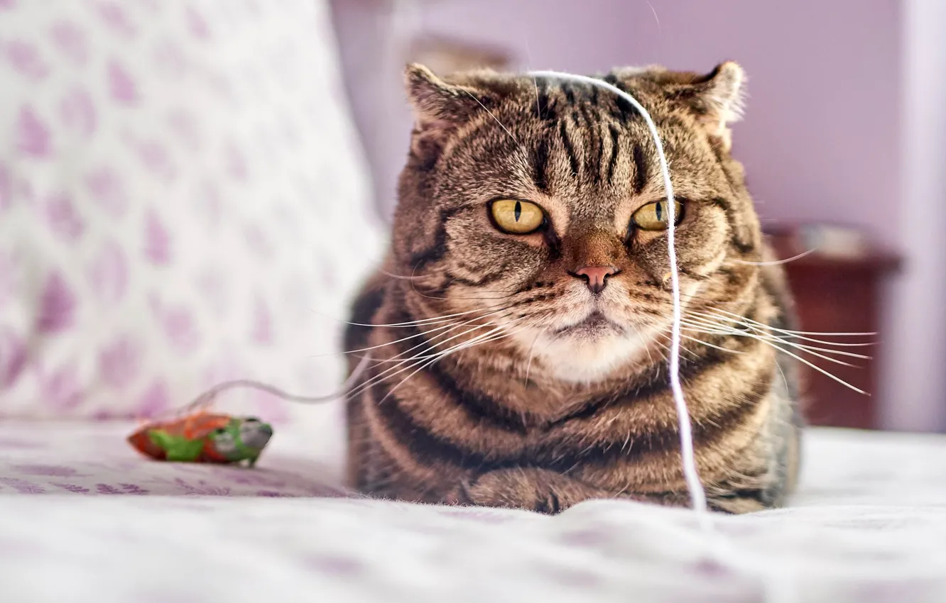Photo wallpaper cat, face, toy, bed, rope