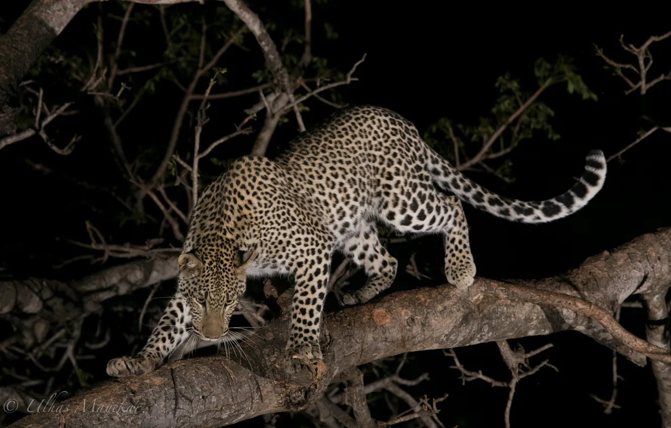 Photo wallpaper night, predator, leopard, wild cat, on the tree