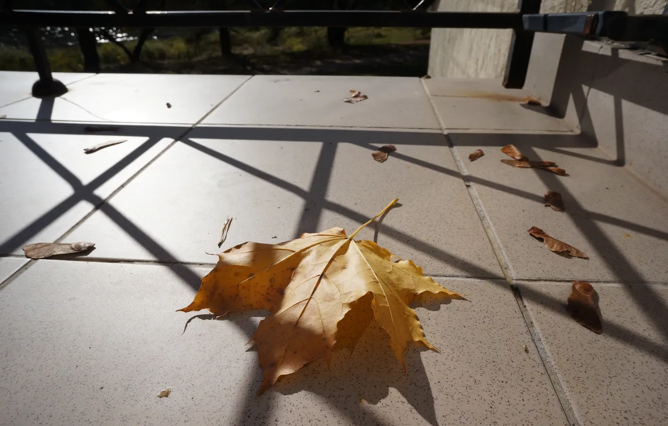 Photo wallpaper leaves, shadow, floor, twilight, maple