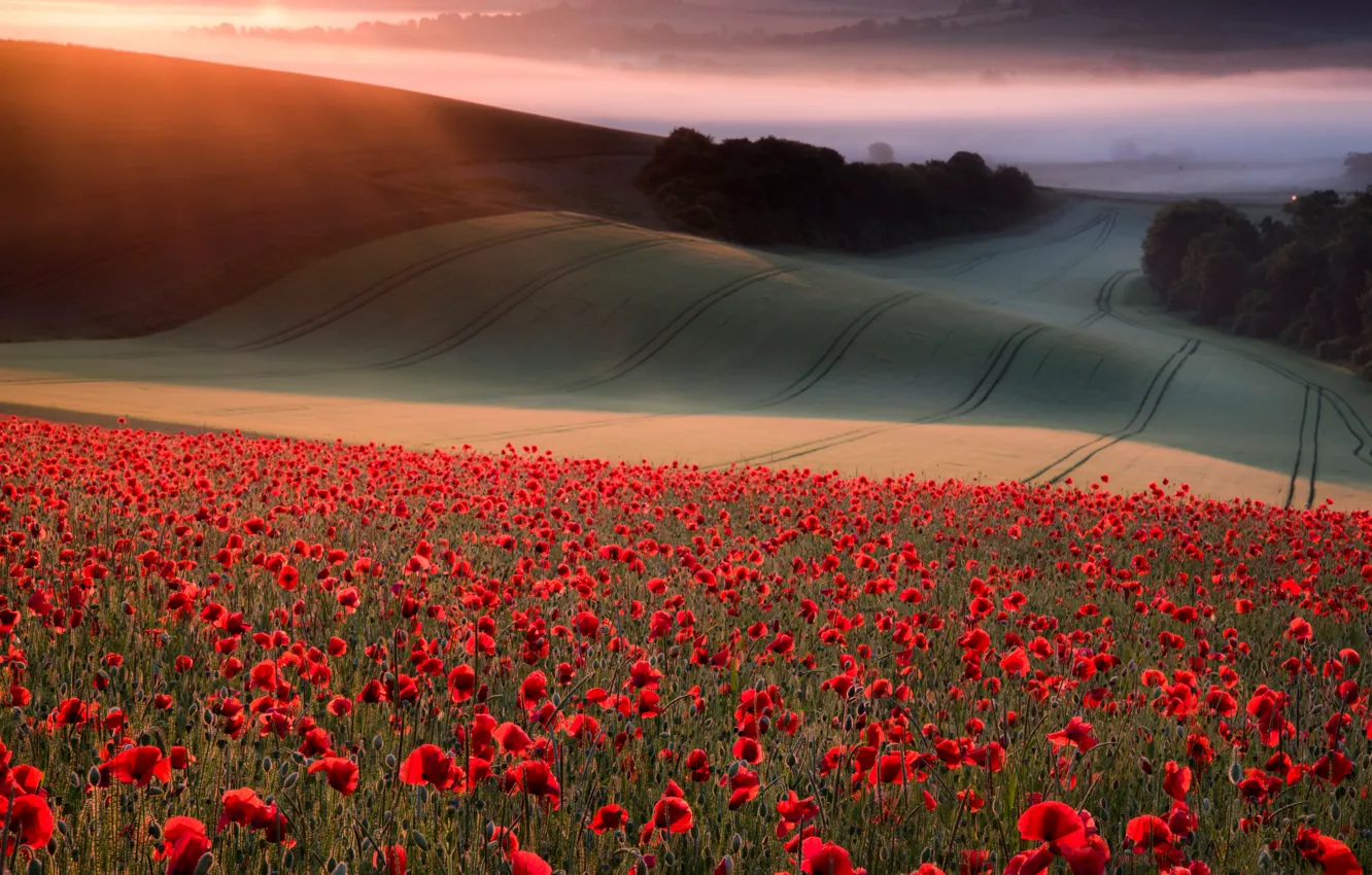 Photo wallpaper field, forest, summer, the sky, the sun, rays, light, trees