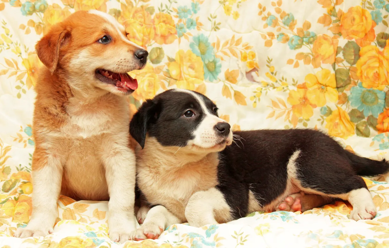 Photo wallpaper background, each, dog, pair, puppy, Wallpaper from lolita777, boys