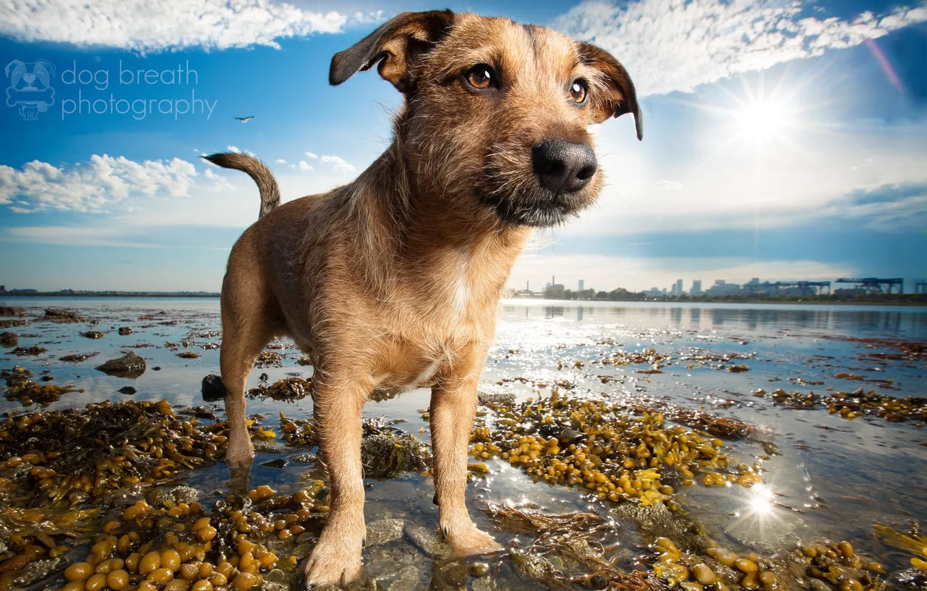 Photo wallpaper beach, lake, each, shore, dog