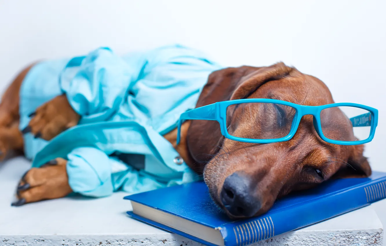 Photo wallpaper humor, glasses, sleeping, lies, book, Dachshund, shirt, resting