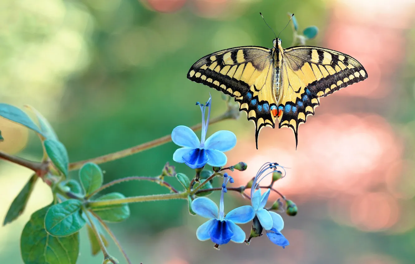 Photo wallpaper butterfly, flowers, nymphalid