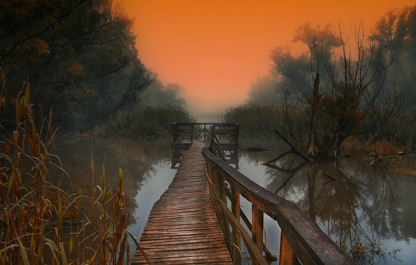 Photo wallpaper trees, fog, lake, morning, wooden walkways
