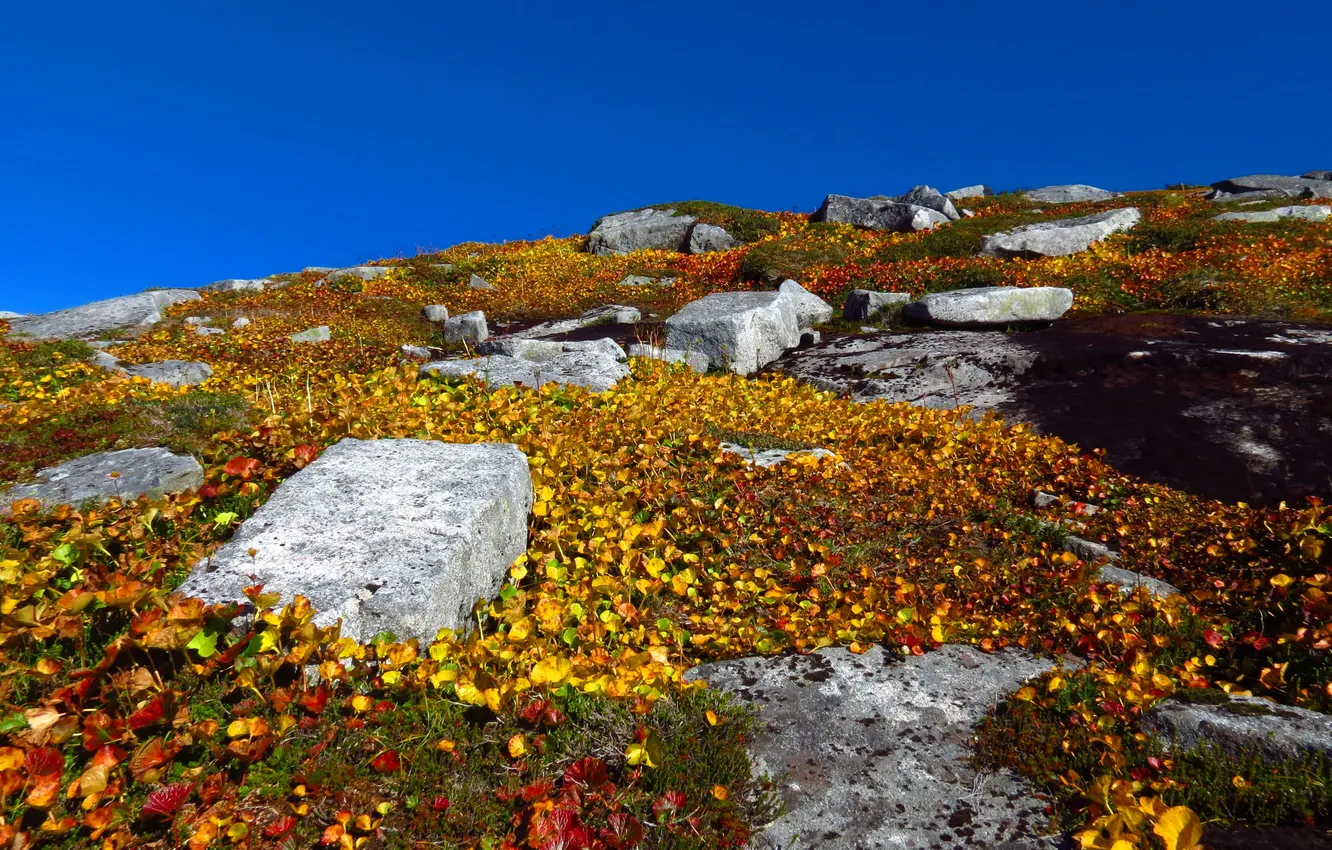 Photo wallpaper the sky, leaves, stones, plants, yellow, hill