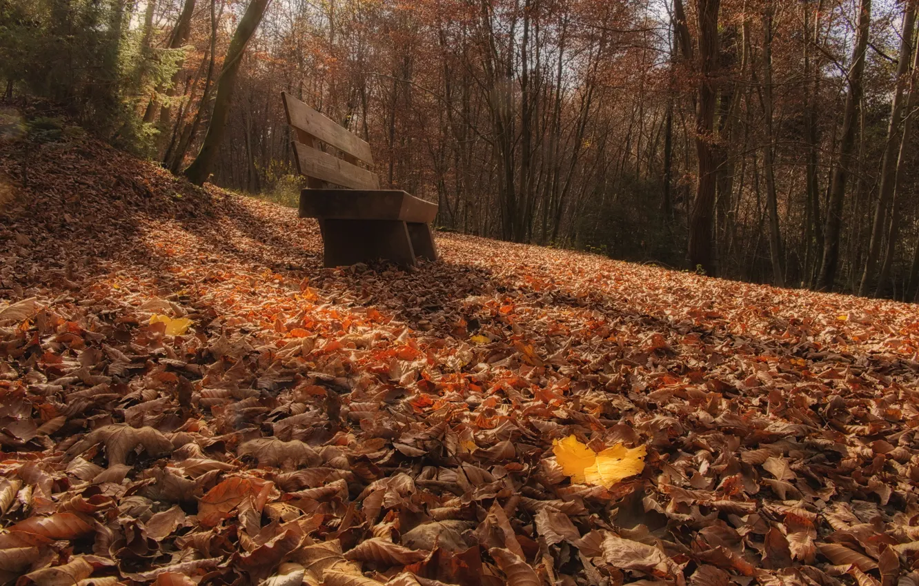 Photo wallpaper autumn, leaves, Park, bench