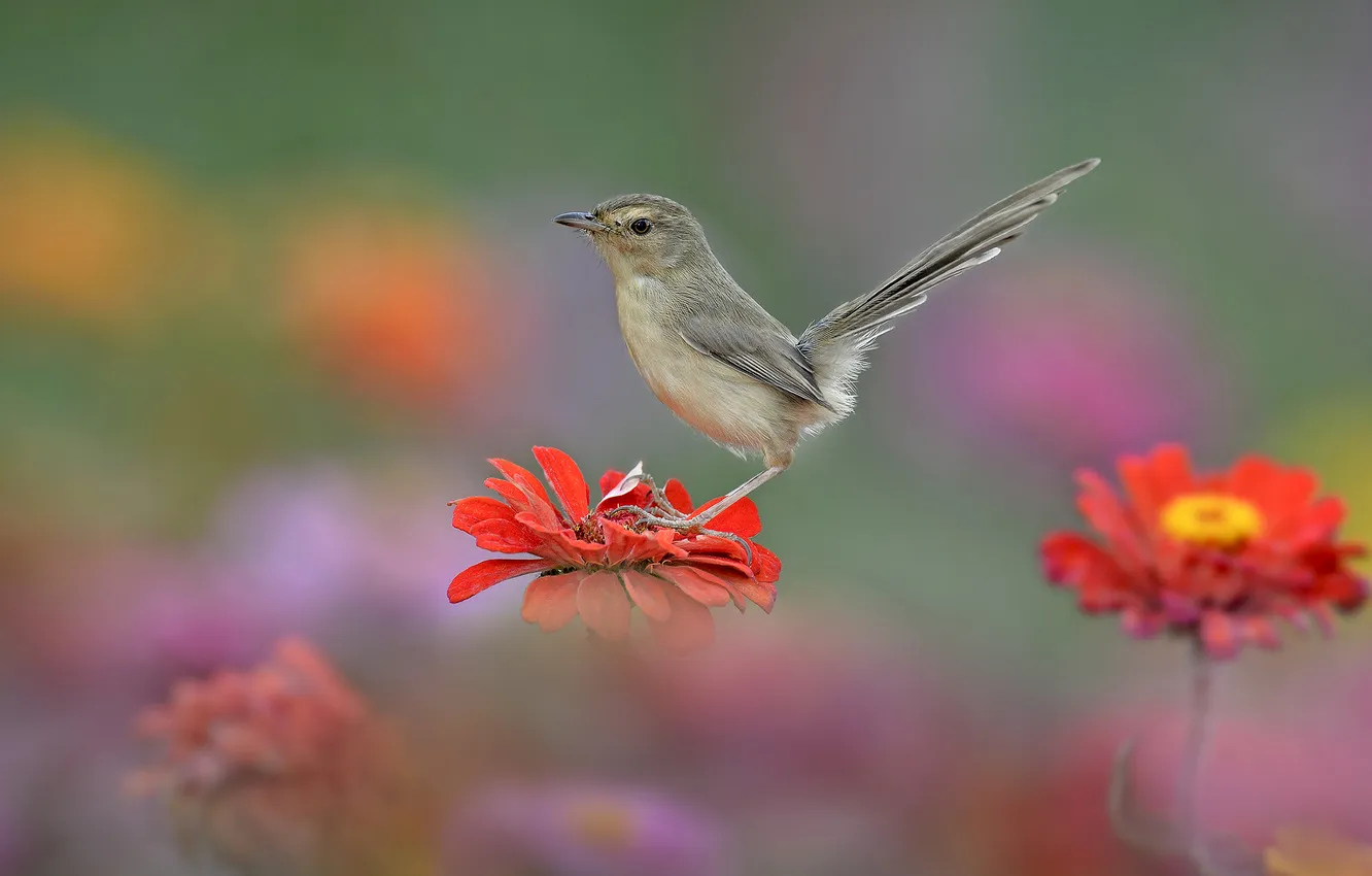 Photo wallpaper flowers, nature, bird, tail