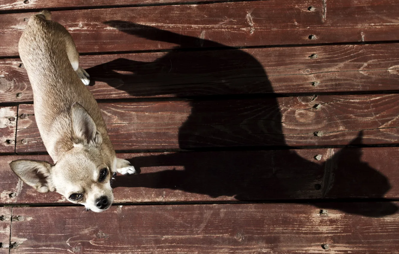Photo wallpaper background, shadow, dog