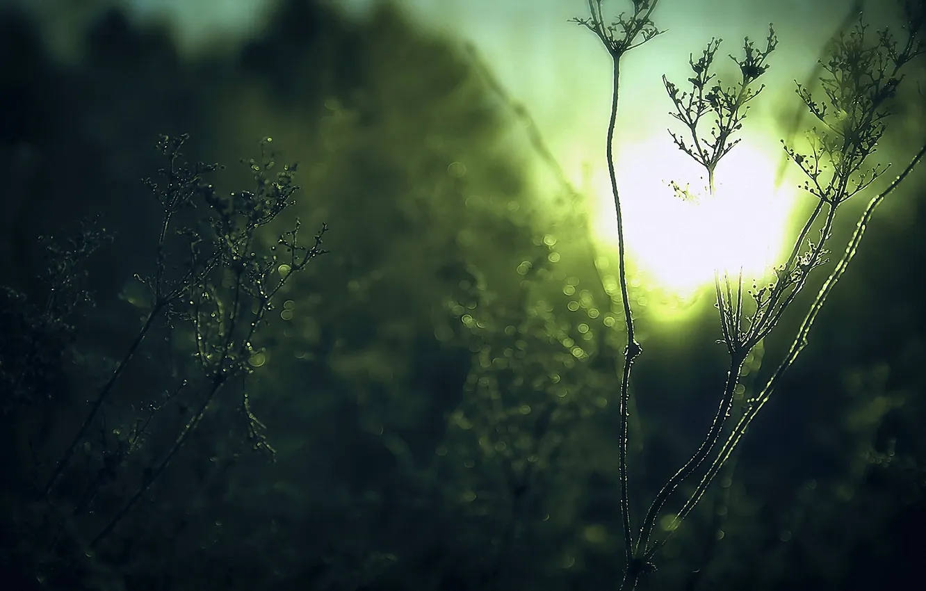 Photo wallpaper grass, the sun, light, plants