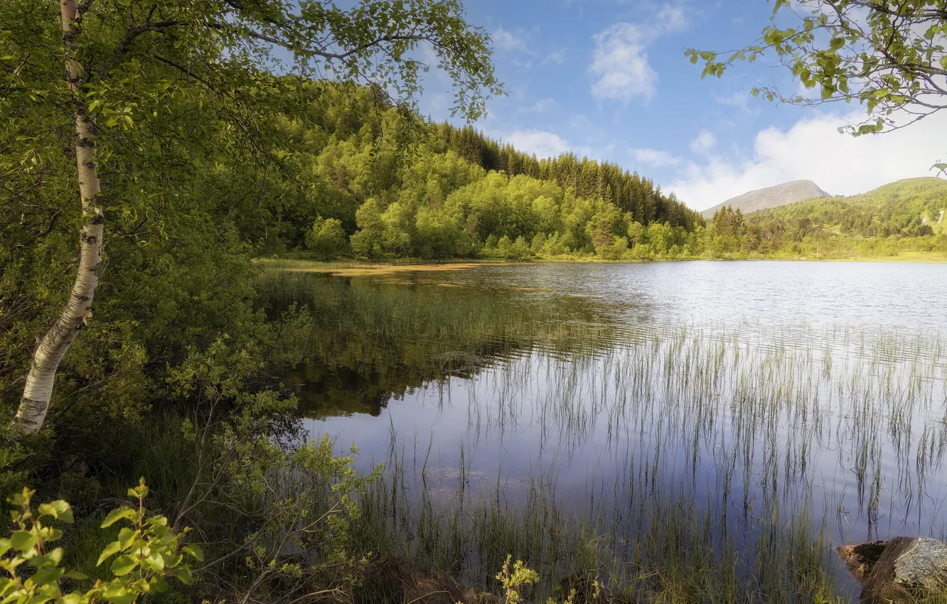 Photo wallpaper summer, nature, shore