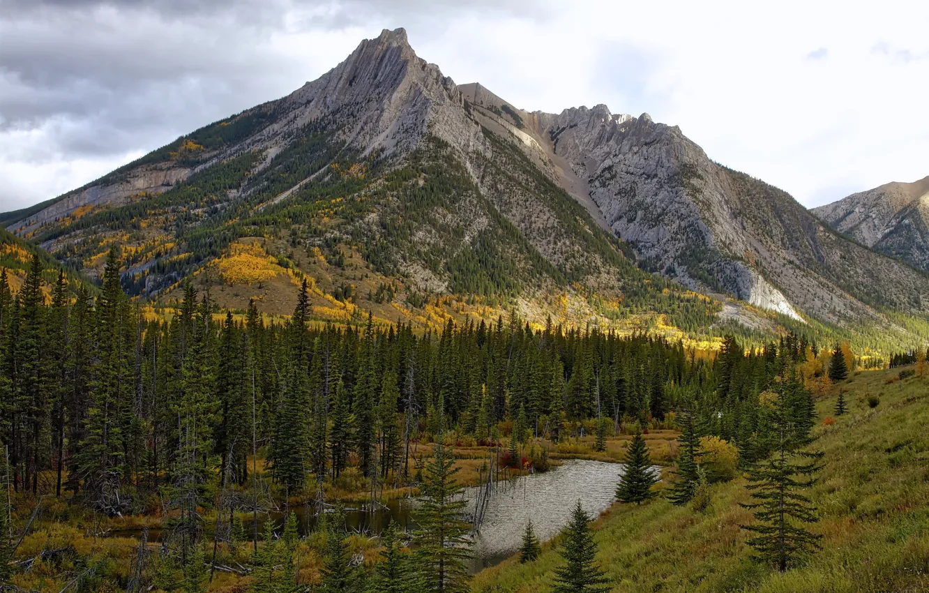Photo wallpaper forest, trees, landscape, mountains, beauty