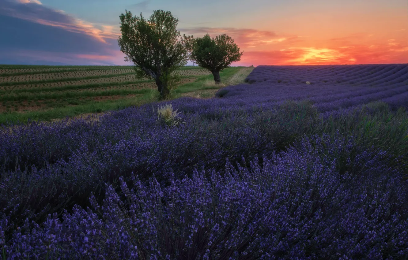 Photo wallpaper field, trees, sunset, flowers, France, the evening, the beds, a lot
