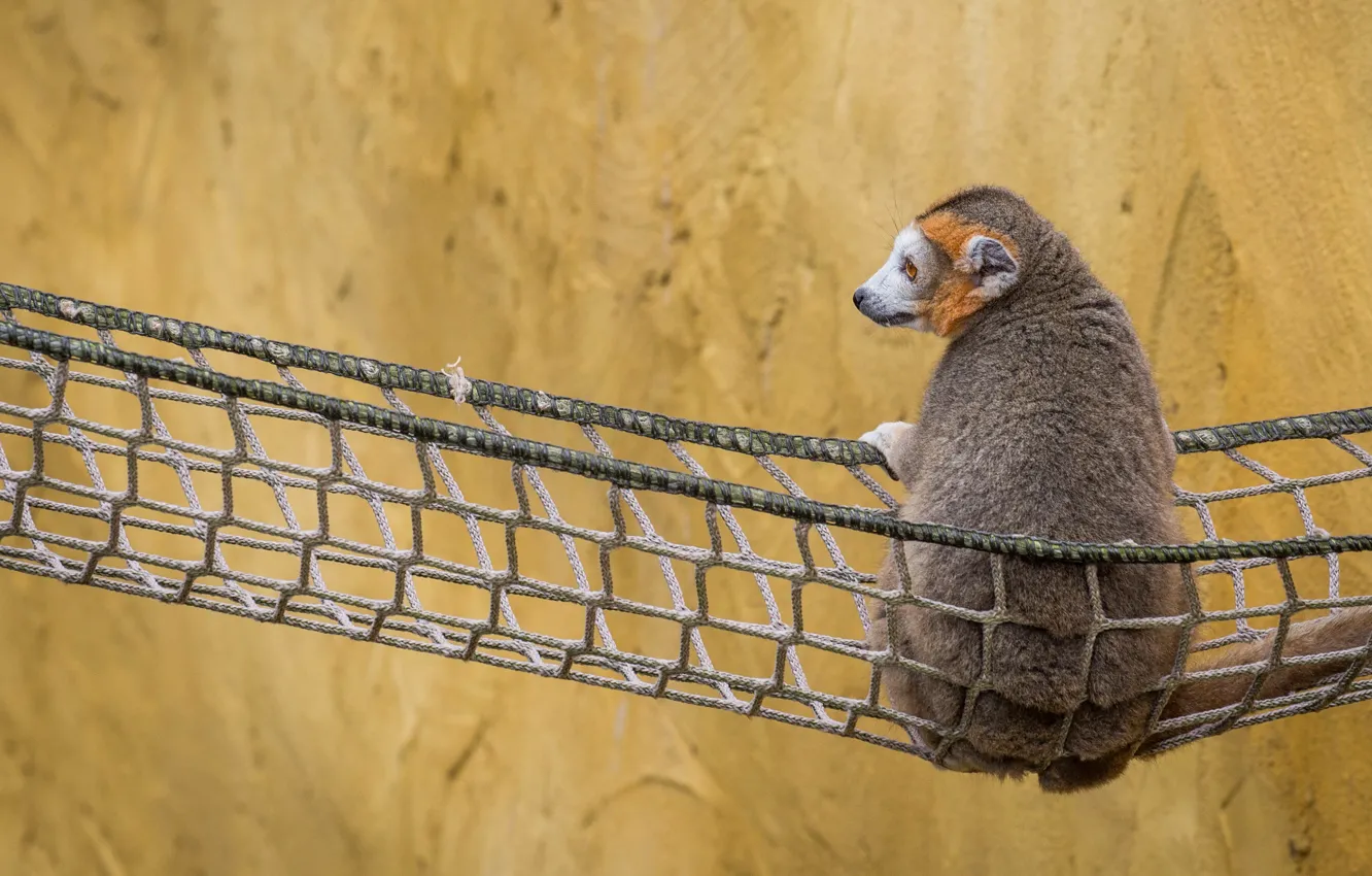 Photo wallpaper background, wall, mesh, hammock, lemur, sitting