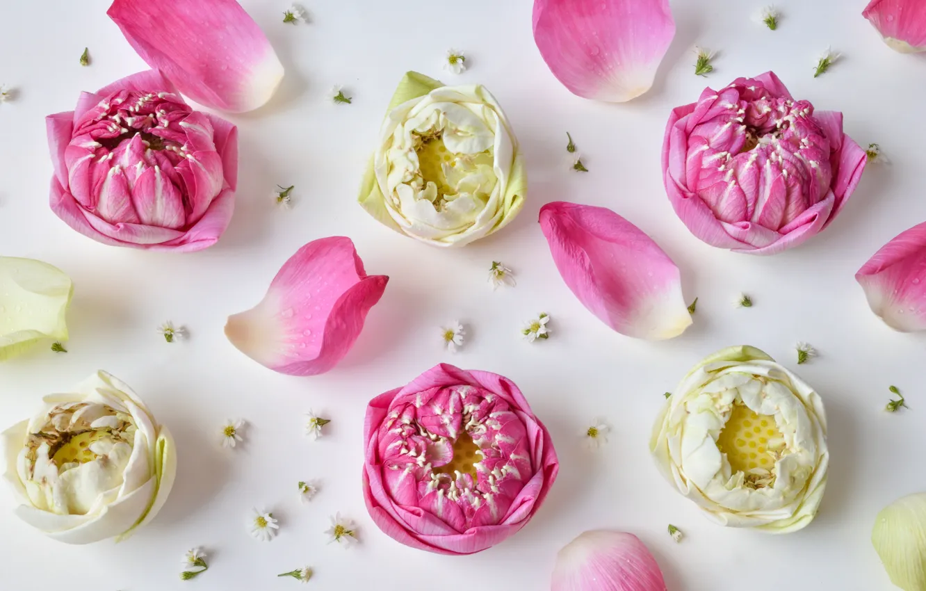 Photo wallpaper flowers, pink, petals, Lotus, buds, pink, flowers, lotus