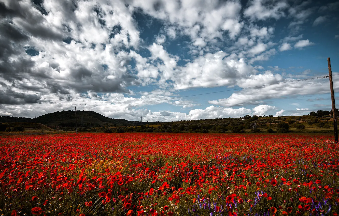 Photo wallpaper field, summer, landscape, flowers, red, nature, Maki, meadow