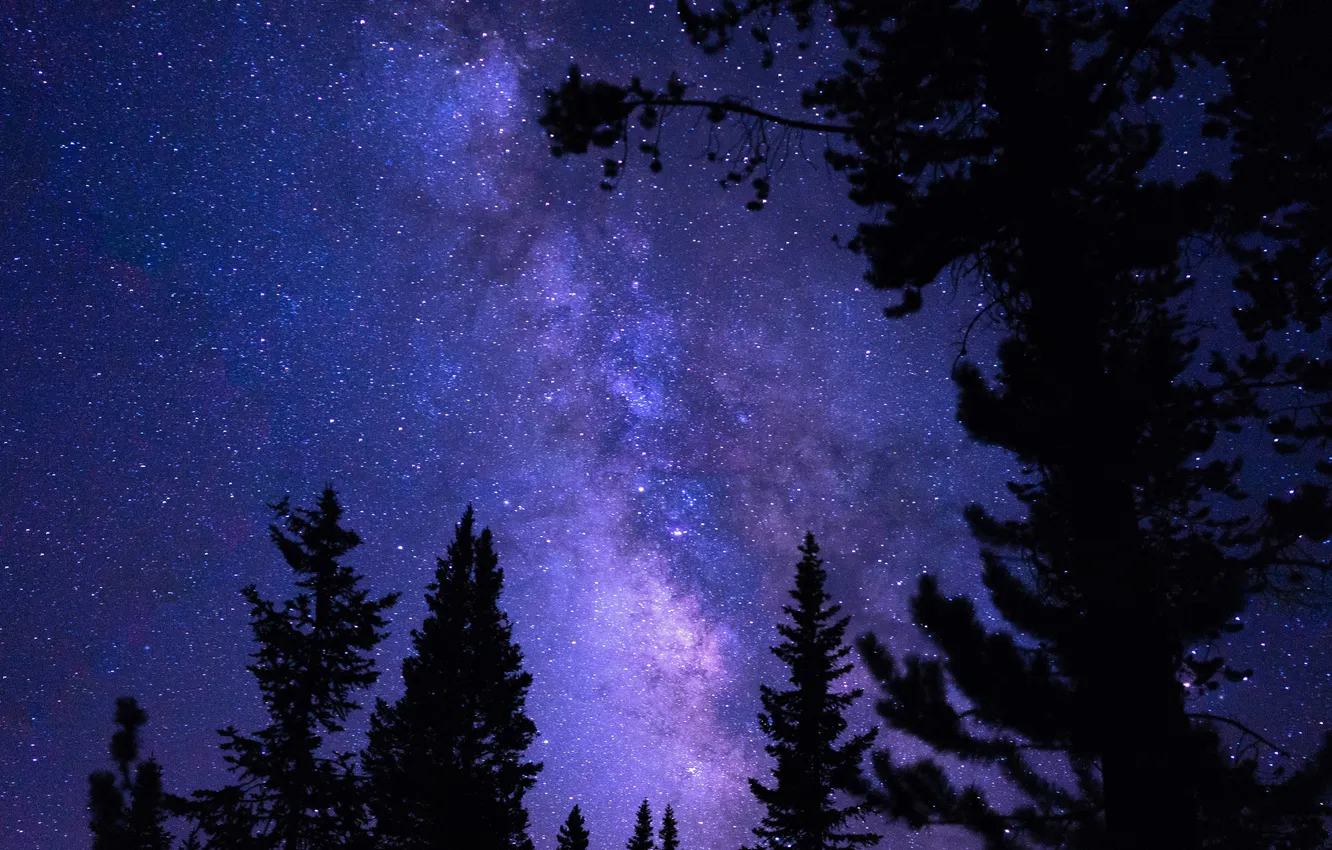 Photo wallpaper the sky, stars, trees, night, nature, silhouette, USA, USA