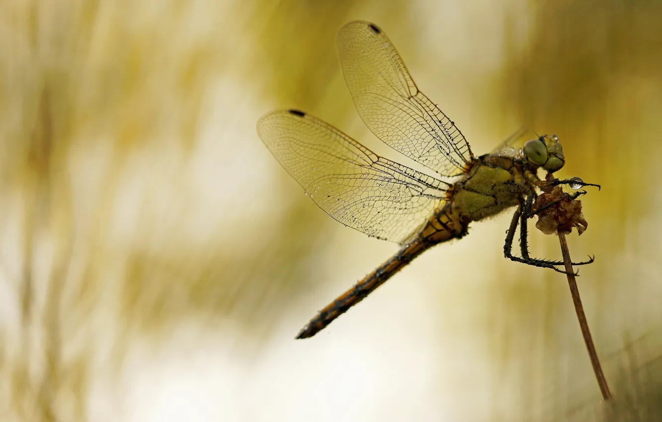 Photo wallpaper macro, background, dragonfly, insect, stem, Wallpaper from lolita777