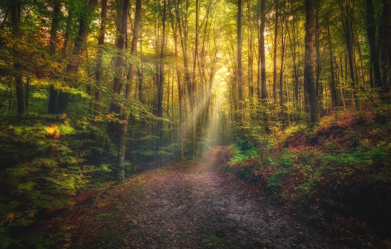 Photo wallpaper road, autumn, forest, the sun, trees