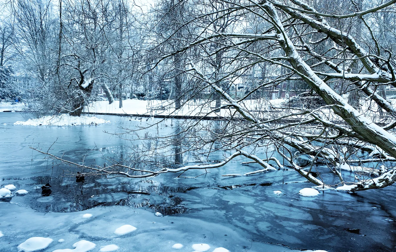 Photo wallpaper winter, snow, trees, landscape, nature, pond, Park