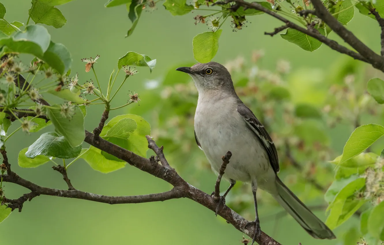 Photo wallpaper greens, leaves, trees, branches, bird, spring, flowering, Mockingbird