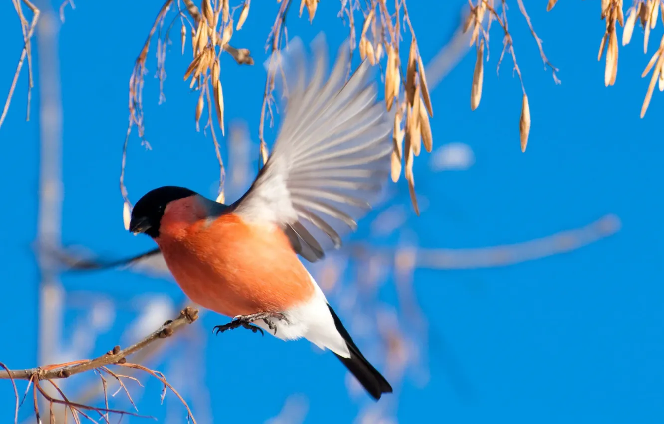 Photo wallpaper the sky, bird, bullfinch