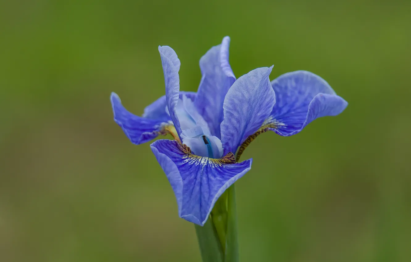 Photo wallpaper summer, flowers, nature, siberian iris