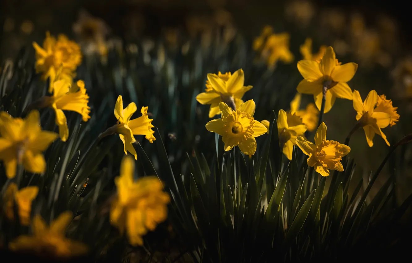 Photo wallpaper flowers, yellow, the dark background, glade, spring, daffodils