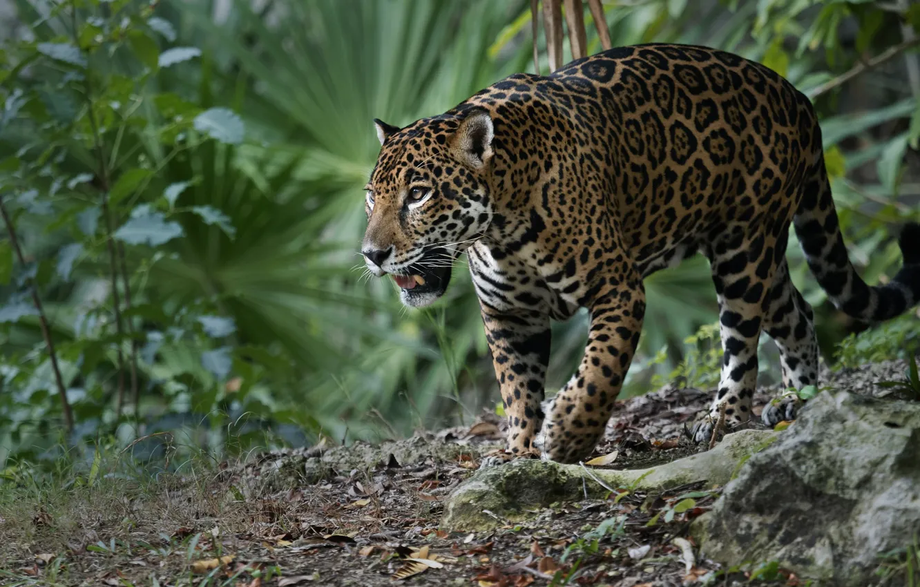 Photo wallpaper predator, Jaguar, wild cat, Vladimir Morozov