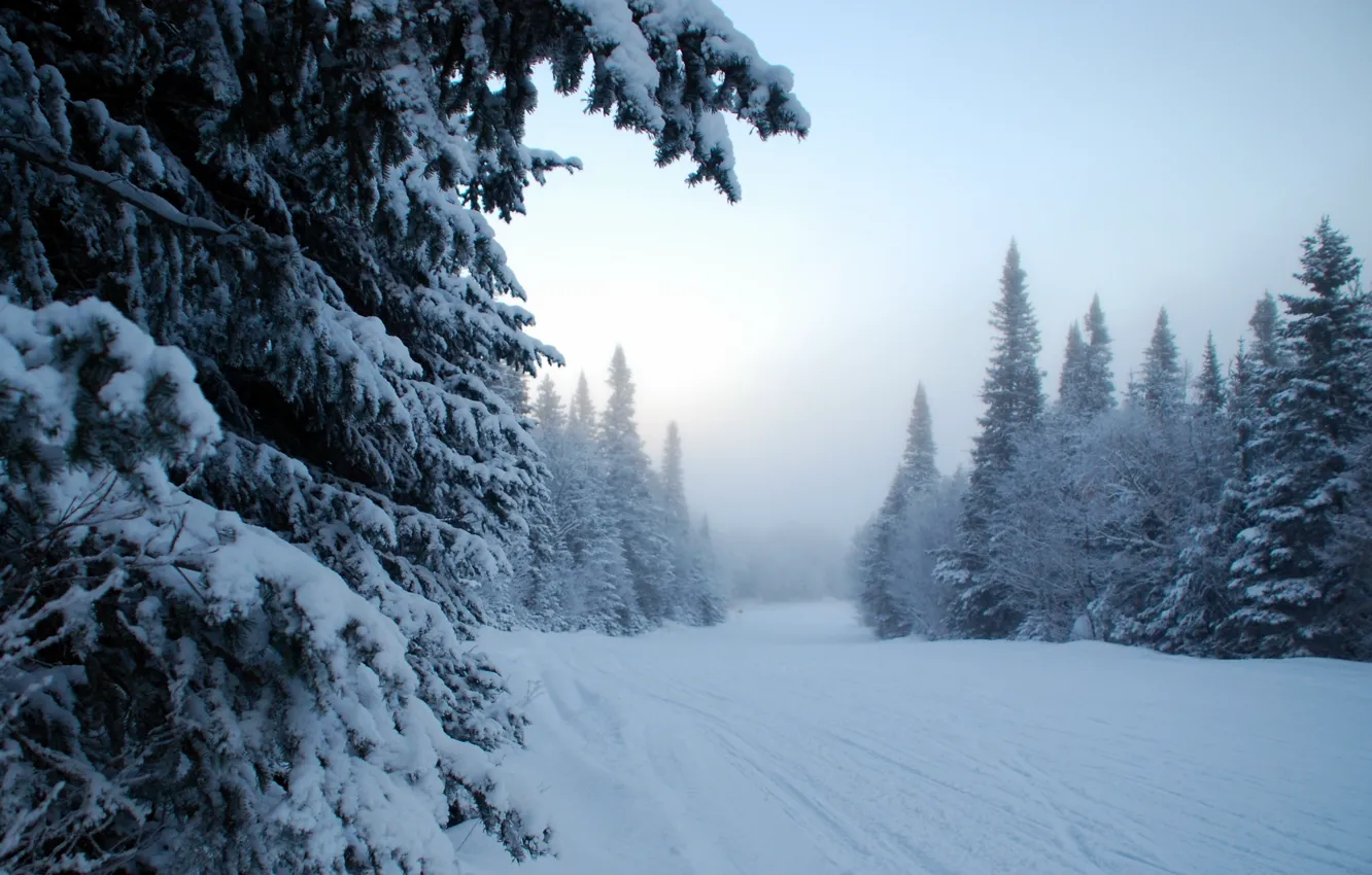 Photo wallpaper winter, snow, trees, fog