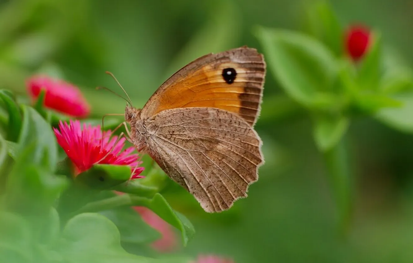 Photo wallpaper leaves, macro, butterfly, wings, beautiful, flowers, closeup