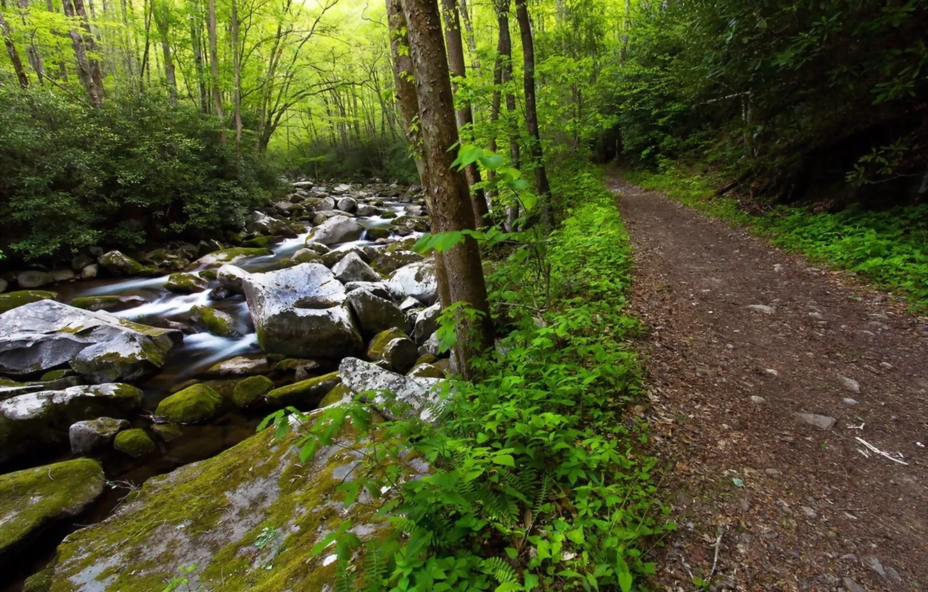 Photo wallpaper road, forest, summer, stones, photo, river