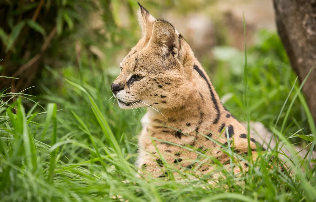 Photo wallpaper cat, grass, face, profile, Serval