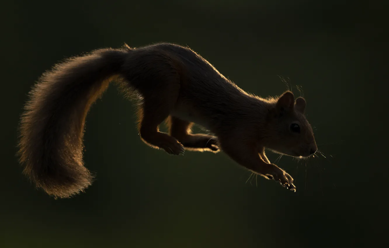 Photo wallpaper flight, the dark background, protein