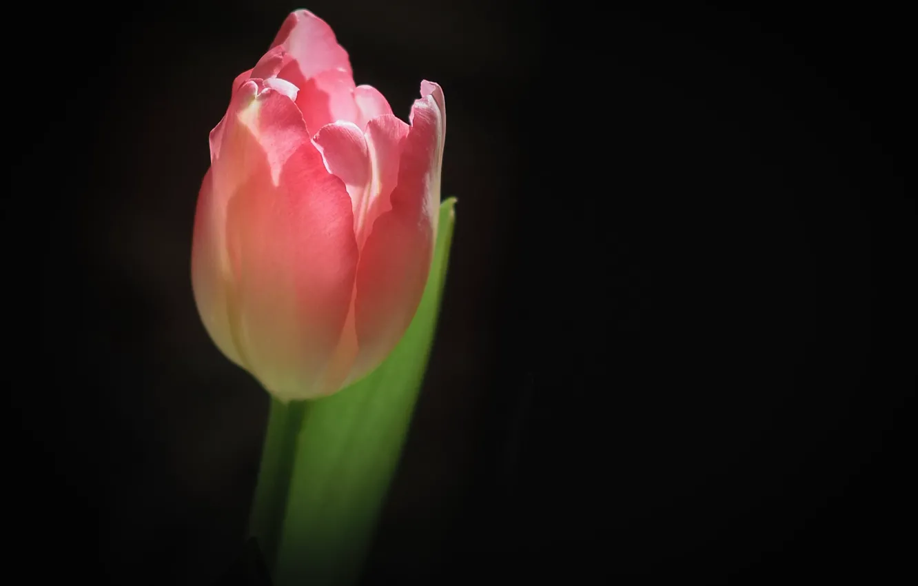 Photo wallpaper flowers, tulips, black background