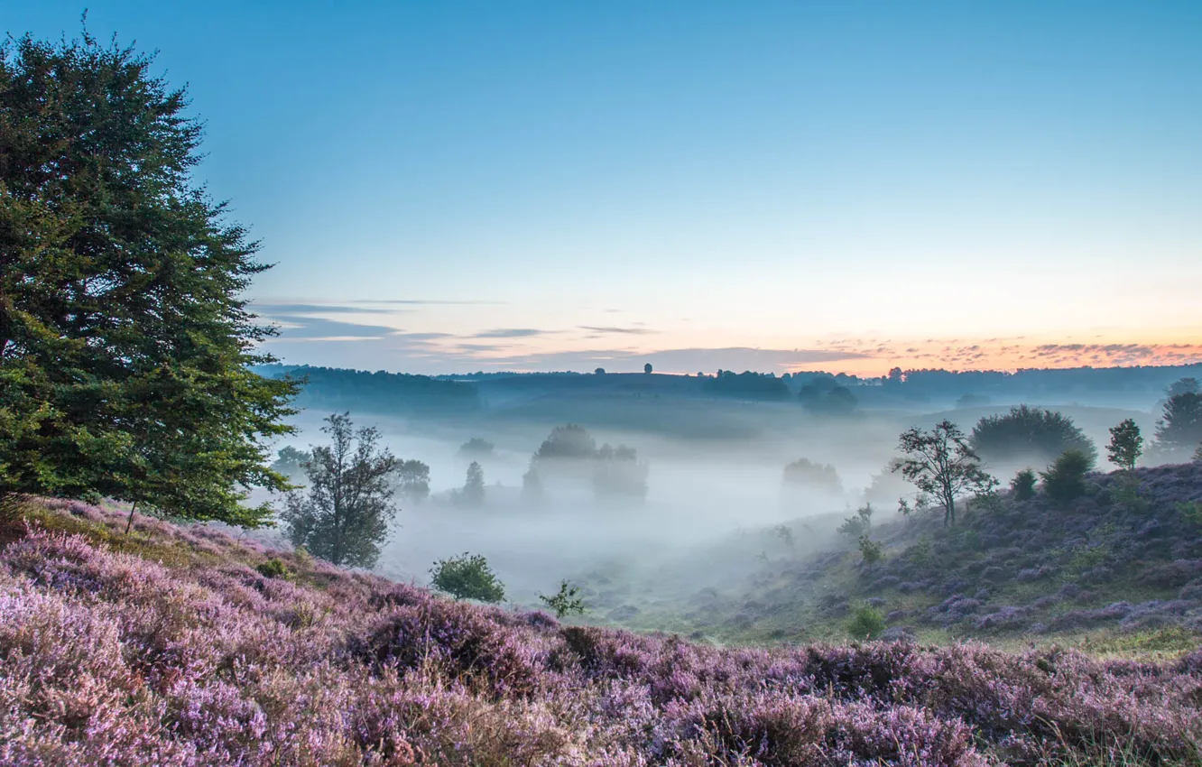 Photo wallpaper field, trees, nature, fog, hills, morning, trees, field
