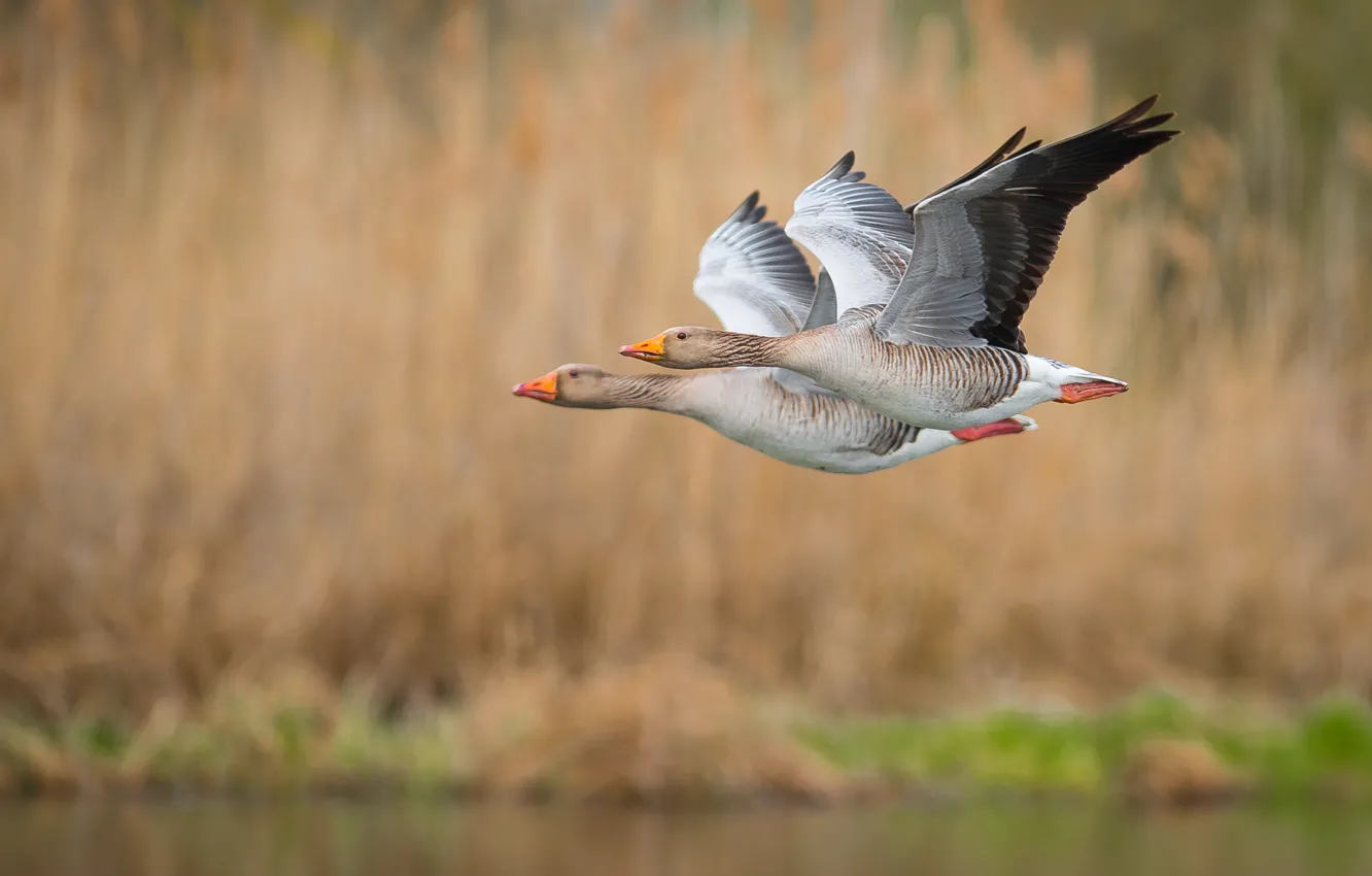 Wallpaper flight, feathers, ducks images for desktop, section животные