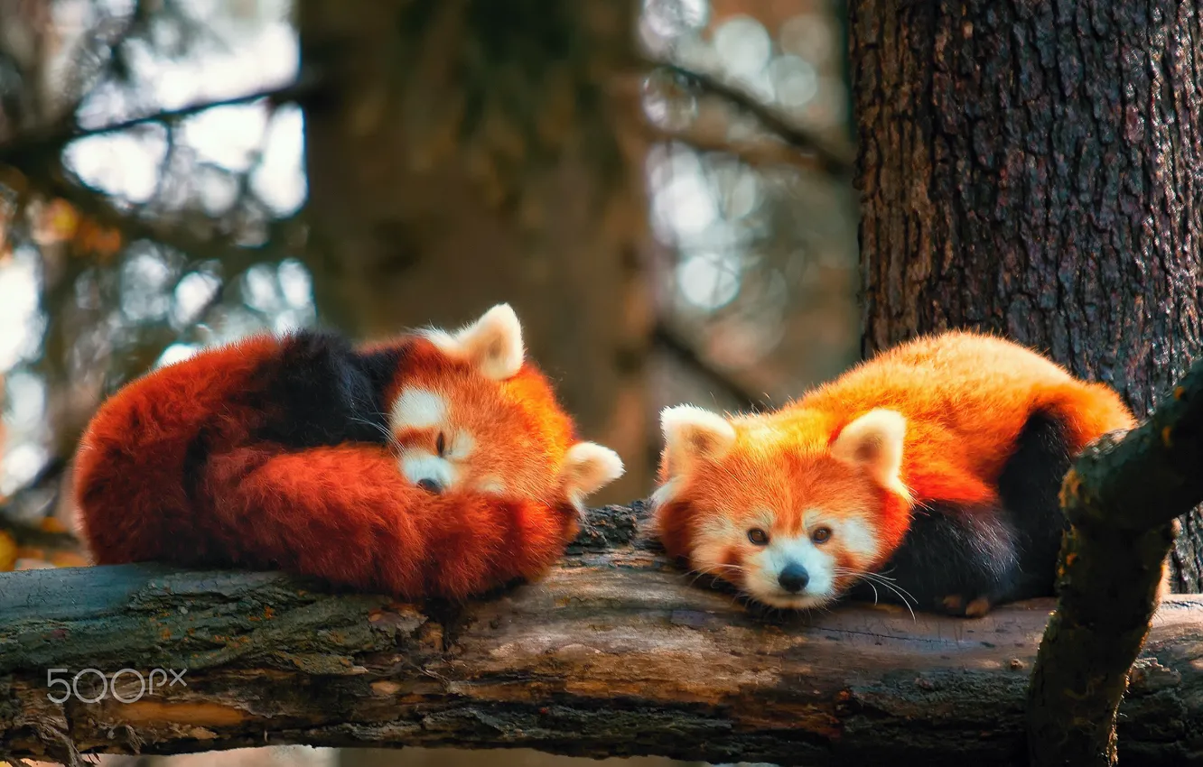 Photo wallpaper trees, branches, red Panda, firefox, two pieces, AGON